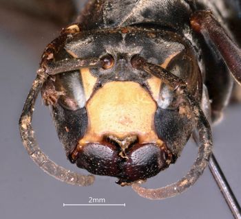 Media type: image;   Entomology 33133 Aspect: head frontal view